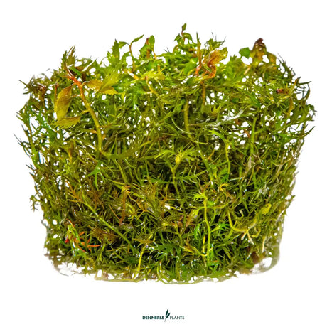 Dennerle Plants Proserpinaca Palustris In-Vitro stem plant with green leaves, ideal for aquariums and Nano Cubes.