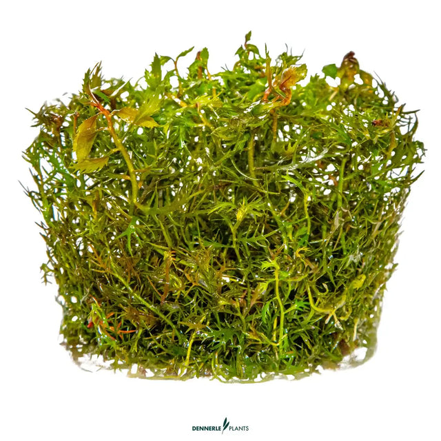 Dennerle Plants Proserpinaca Palustris In-Vitro stem plant with green leaves, ideal for aquariums and Nano Cubes.