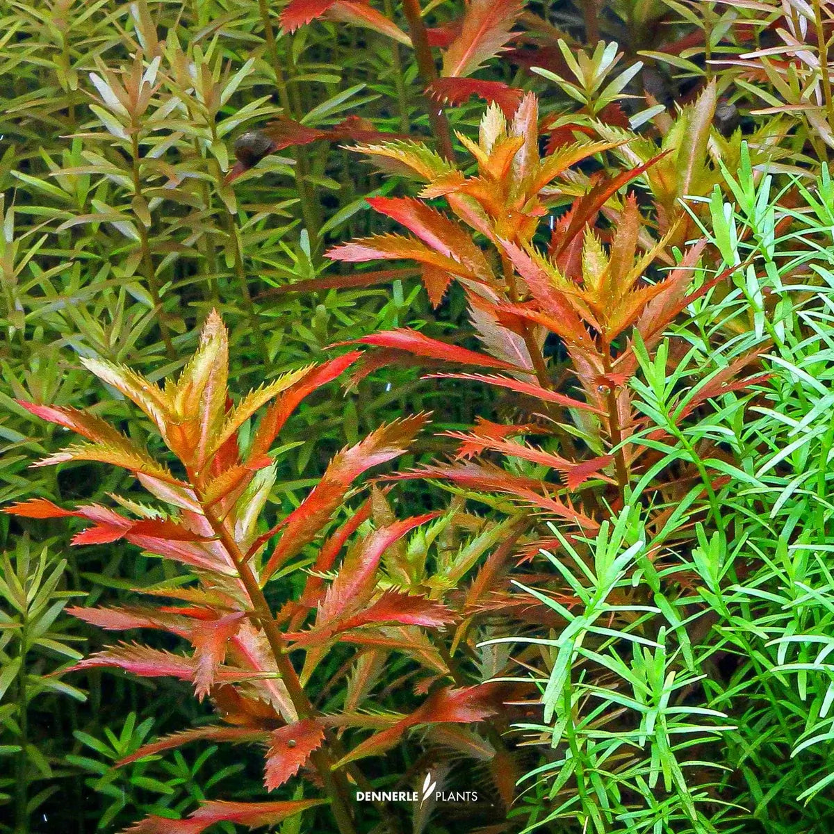Dennerle Plants Proserpinaca Palustris showcasing vibrant red and green foliage in a lush aquarium setting.