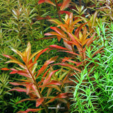 Dennerle Plants Proserpinaca Palustris showcasing vibrant red and green foliage in a lush aquarium setting.