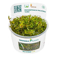 Dennerle Proserpinaca Palustris In-Vitro cup showcasing lush green stem plant for aquariums.