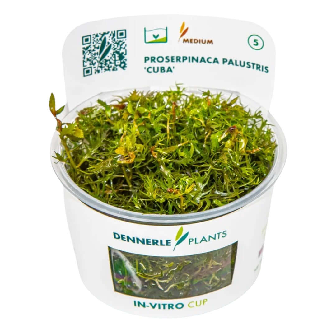 Dennerle Proserpinaca Palustris In-Vitro cup showcasing lush green stem plant for aquariums.