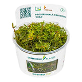 Dennerle Proserpinaca Palustris In-Vitro cup showcasing lush green stem plant for aquariums.