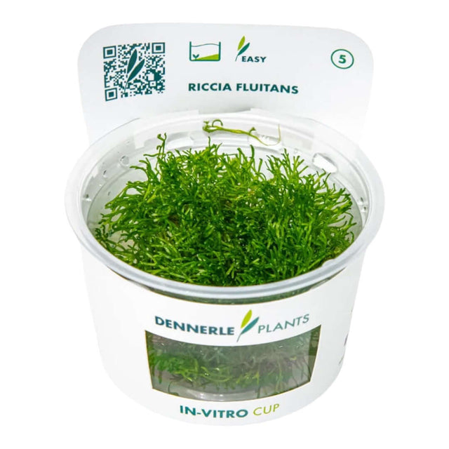 Dennerle Plants Riccia Fluitans In-Vitro cup with lush green crystalwort for aquariums.