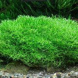 Dennerle Plants Riccia Fluitans In-Vitro lush green crystalwort ideal for aquariums and aquascaping.