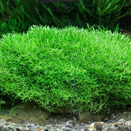 Dennerle Plants Riccia Fluitans In-Vitro lush green crystalwort ideal for aquariums and aquascaping.