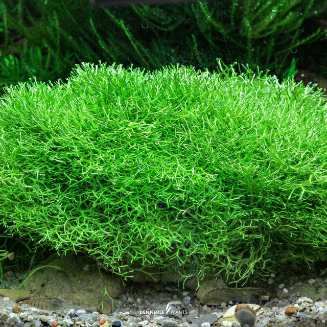 Dennerle Plants Riccia Fluitans In-Vitro lush green crystalwort ideal for aquariums and aquascaping.