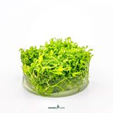 Dennerle Plants Riccia Fluitans In-Vitro Crystalwort, green floating moss perfect for aquariums and easy to care for.