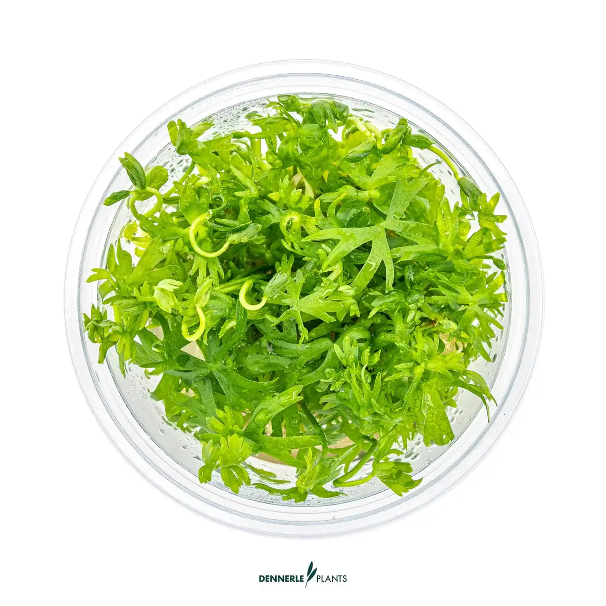 Dennerle Riccia Fluitans In-Vitro, vibrant green floating moss for aquariums in a clear container.