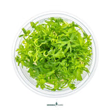 Dennerle Riccia Fluitans In-Vitro, vibrant green floating moss for aquariums in a clear container.