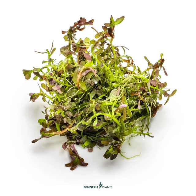 Dennerle Plants Rotala rotundifolia Blood Red In-Vitro aquatic plant with vibrant red and green leaves.