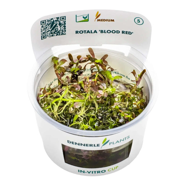 Dennerle Plants Rotala 'Blood Red' in-vitro cup featuring vibrant red and green aquatic plant leaves.