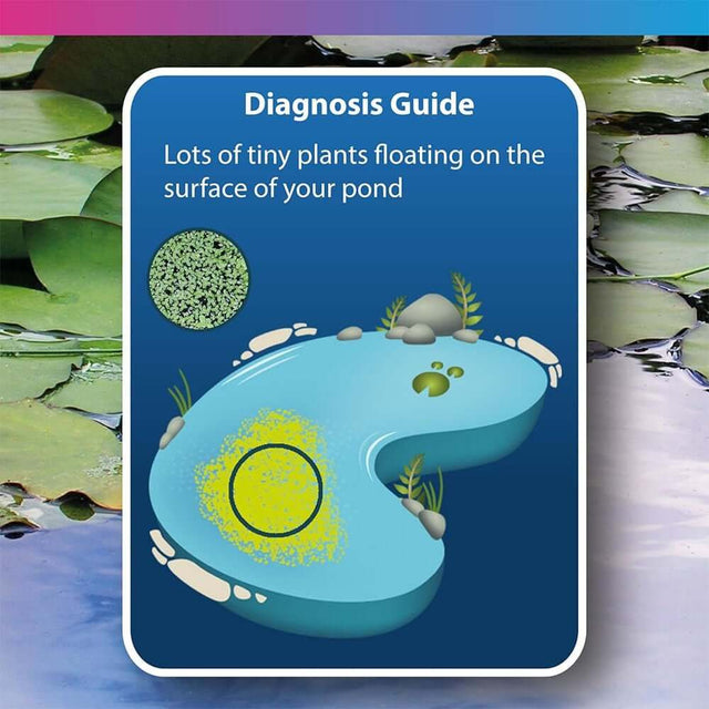 Illustration showing diagnosis guide for tiny plants floating in a pond, indicating duckweed issue and control.