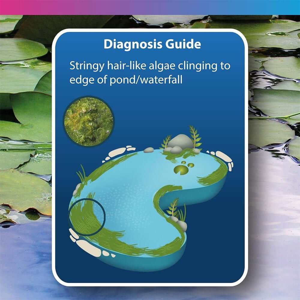 Diagnosis guide illustrating stringy hair-like algae on the edge of a pond or waterfall.
