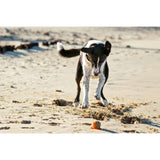 Dog playing with Rogz Grinz Fetch Puffer Fish Toy on the beach, showcasing joyful fetch and playtime.