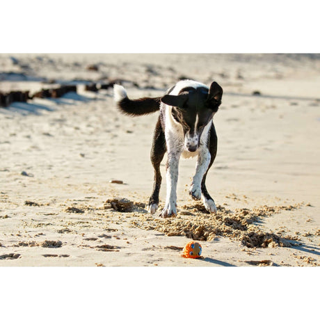 Dog playing with Rogz Grinz Fetch Puffer Fish Toy on the beach, showcasing joyful fetch and playtime.