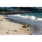 Dog playing on the beach with a playful frog fetch toy, enjoying splashes and sunshine.
