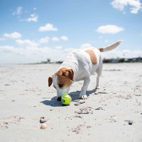 A playful dog on the beach engaging with a vibrant Rogz Grinz Tennis Ball, enjoying outdoor fun.