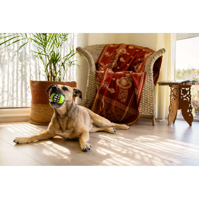 A dog lounging in a living room, holding a green and black fetch toy in its mouth, surrounded by cozy decor.