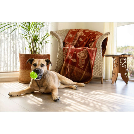 Dog lying on floor with a green fetch toy in mouth, cozy room with furniture and plants.