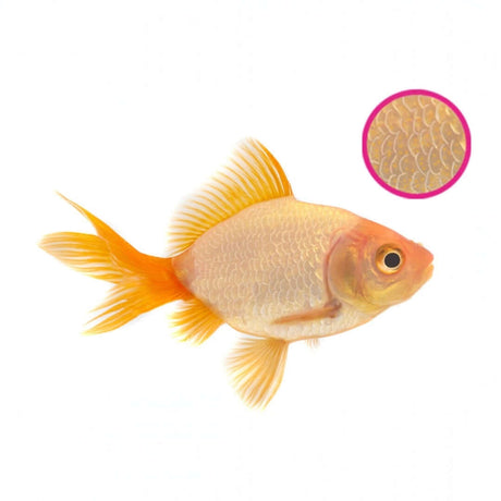 Goldfish featured with close-up of scales, illustrating NT Labs Anti-Parasite treatment for healthy aquarium care.