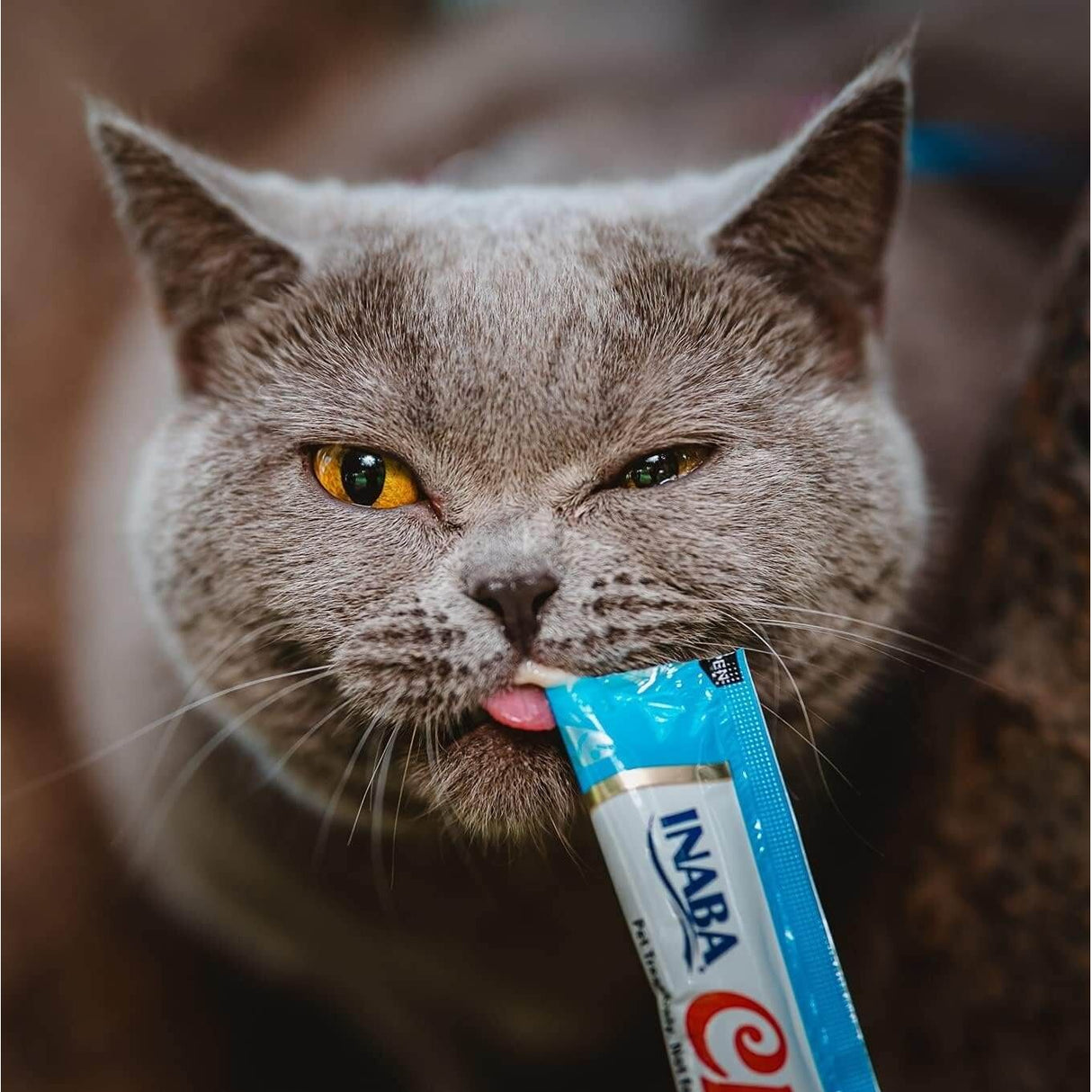 Cat enjoying Inaba Churu Cat Treats tube, showcasing happy and playful expression, perfect for healthy cat feeding.