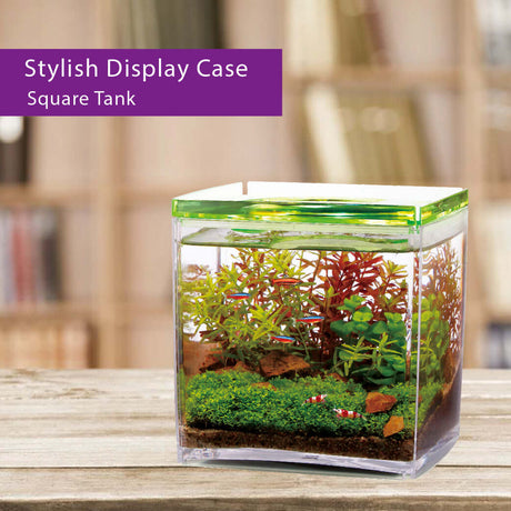 Ista Betta Tanks stylish display case square tank with plants and shatterproof acrylic material.