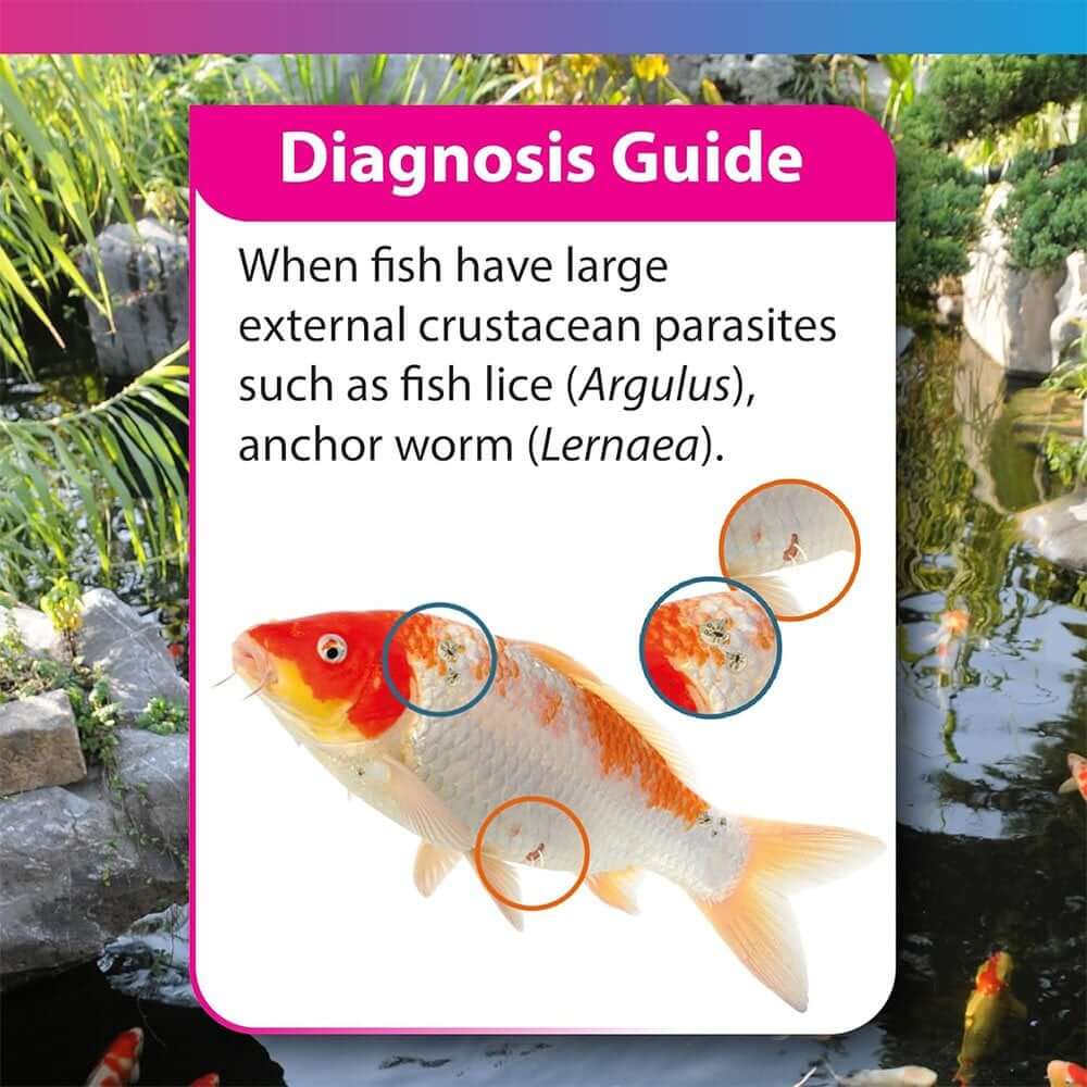Diagnosis guide for identifying fish lice and anchor worm on koi fish.