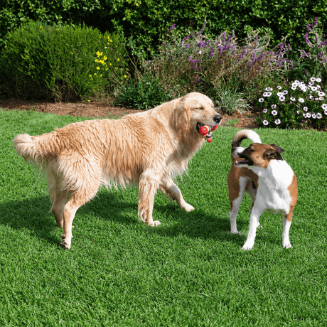 Golden retriever and small dog playing with the Rogz Small Lighthouse on the lawn