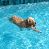 Golden retriever swimming with the Rogz Small Lighthouse Fetch Water Toy