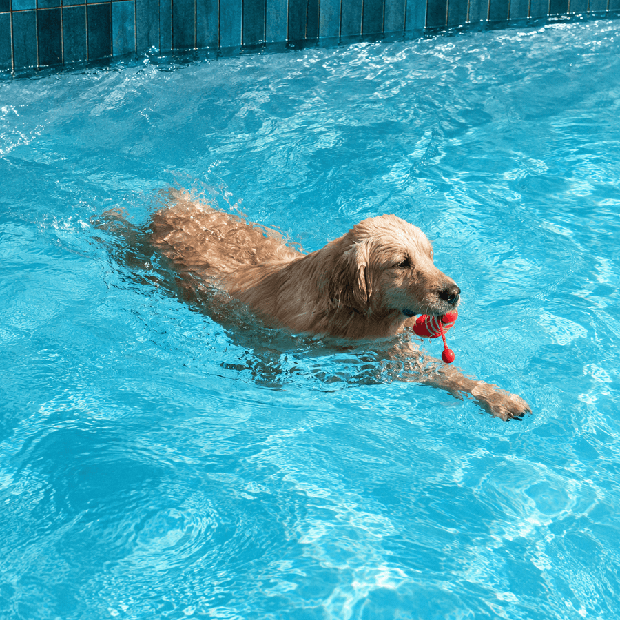 Golden retriever swimming with the Rogz Small Lighthouse Fetch Water Toy