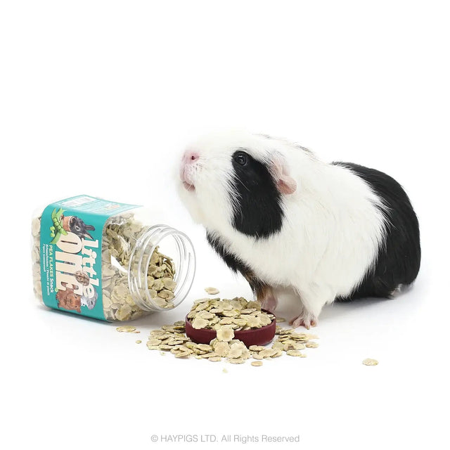 Guinea pig near spilled Little One Pea Flakes snack, highlighting a nutritious treat for small mammals.