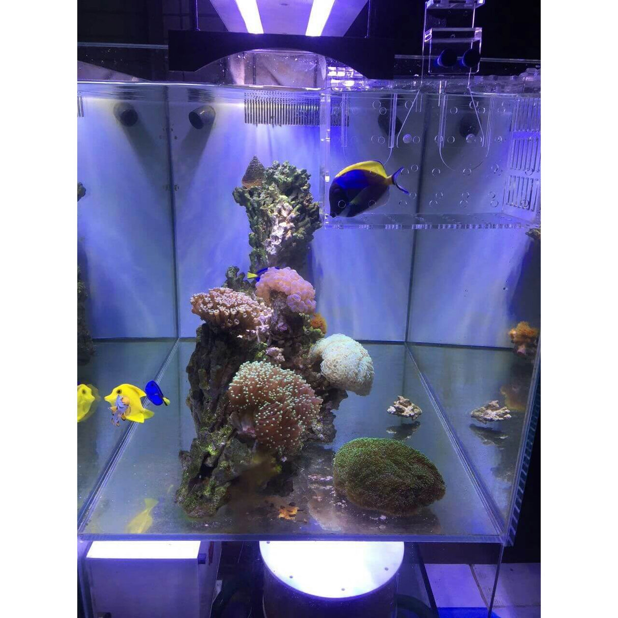 Marine Sources Fish Isolation Box in a vibrant aquarium showcasing corals and fish.
