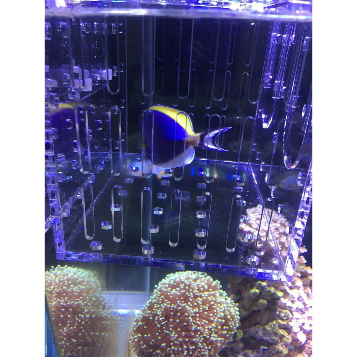 Marine Sources Fish Isolation Box with a fish inside, showcasing its transparent acrylic design and aquatic environment.