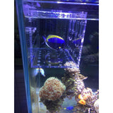 blue marine fish isolation box Marine Sources Fish Isolation Box
