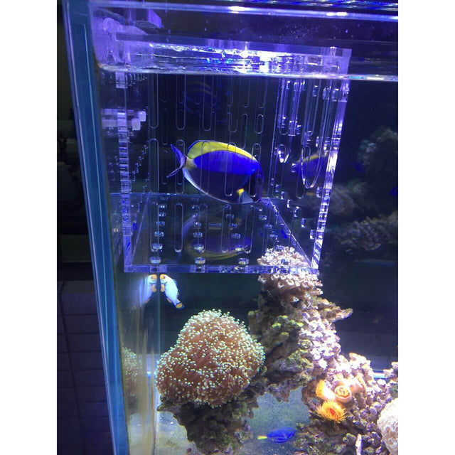 Marine Sources Fish Isolation Box in an aquarium with a yellow and blue fish swimming inside.