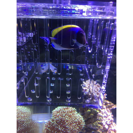 Marine Sources Fish Isolation Box showcasing a fish inside a transparent acrylic compartment with coral in the background.