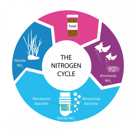 Illustration of the nitrogen cycle in aquariums showing nitrate, nitrite, and ammonia with bacteria involved.