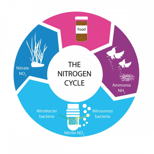 Illustration of the nitrogen cycle in aquariums, showing food, ammonia, nitrite, nitrate, and bacteria involved.