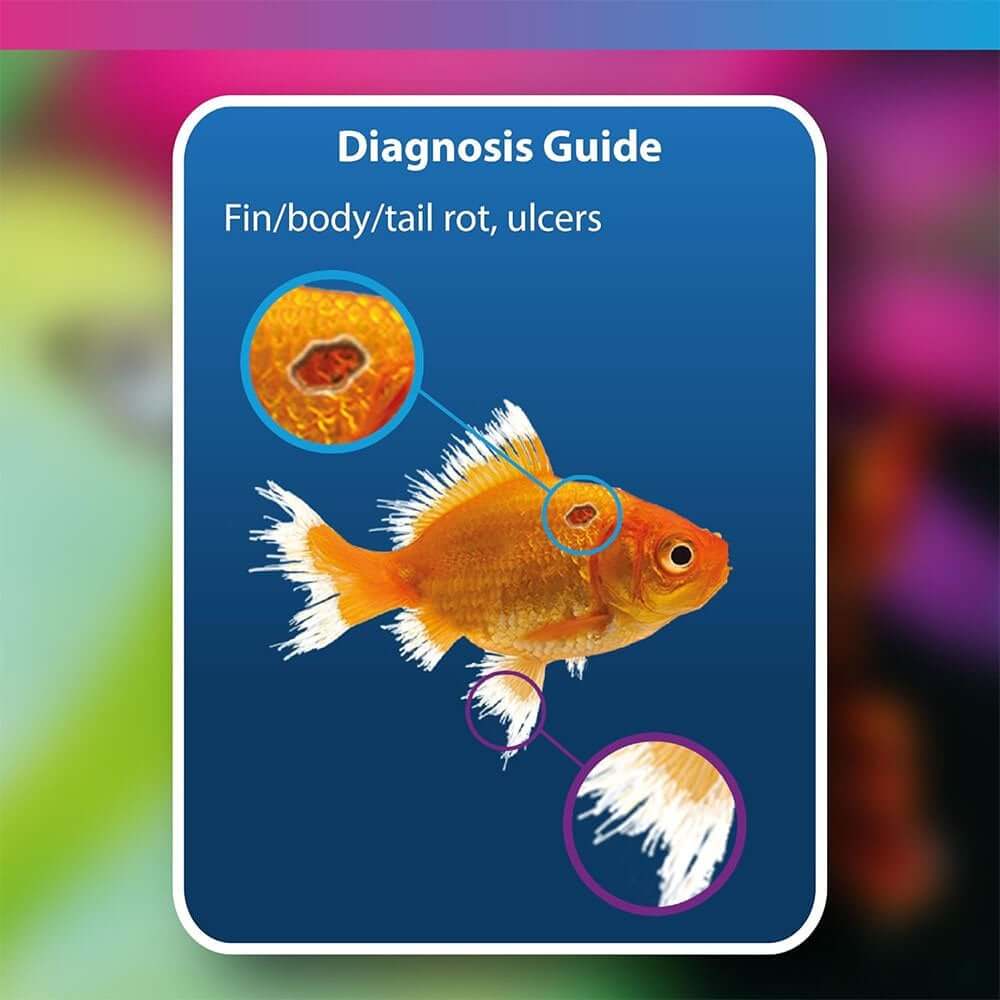 Diagnosis guide for fish health showing fin, body, tail rot, and ulcers on a goldfish.