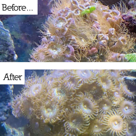 Before and after image showing effective removal of Aiptasia in a marine aquarium using NT Labs Marine Anti-Aiptasia.