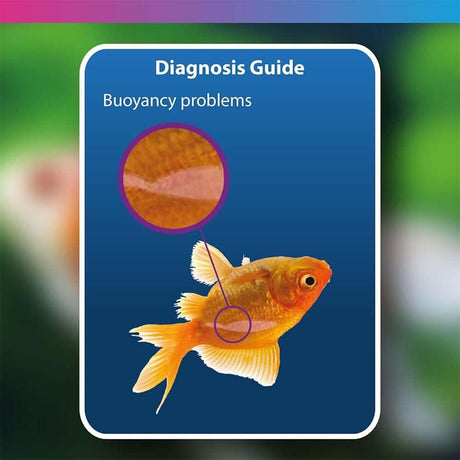 Diagnosis guide for fish buoyancy problems, showing affected area on a goldfish.