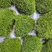 Close-up of vibrant green Pin Cushion Moss, showcasing dense, cushion-like mounds for terrariums and decor.