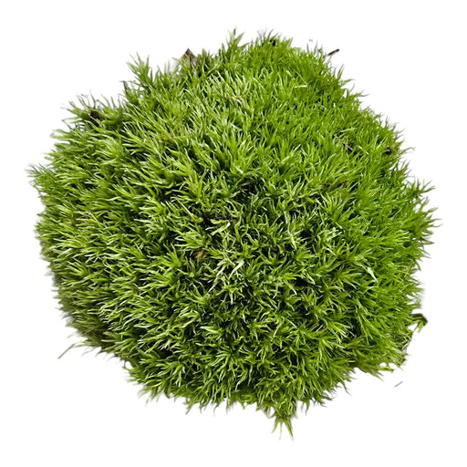 Dense, vibrant green Pin Cushion Moss forming a cushion-like mound, ideal for terrariums and vivariums.