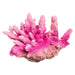 Pink Acropora coral ornament for aquariums, measuring 14.5 x 6.5 x 10cm, enhances underwater decor with vibrant colors.