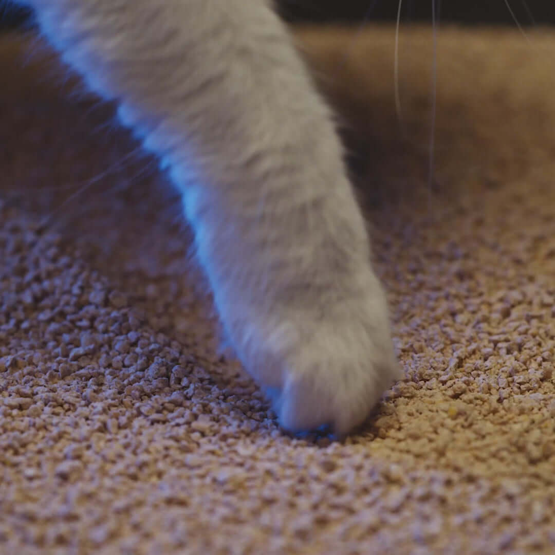 Cat paw touching World's Best Original Clumping Cat Litter, showcasing its texture and quality.