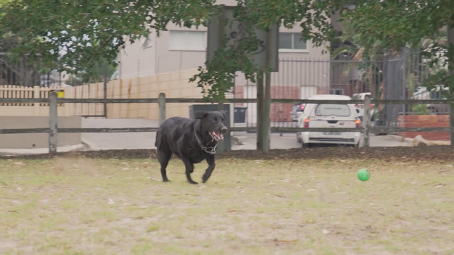 Black dog joyfully chasing a green ball in a grassy park setting.