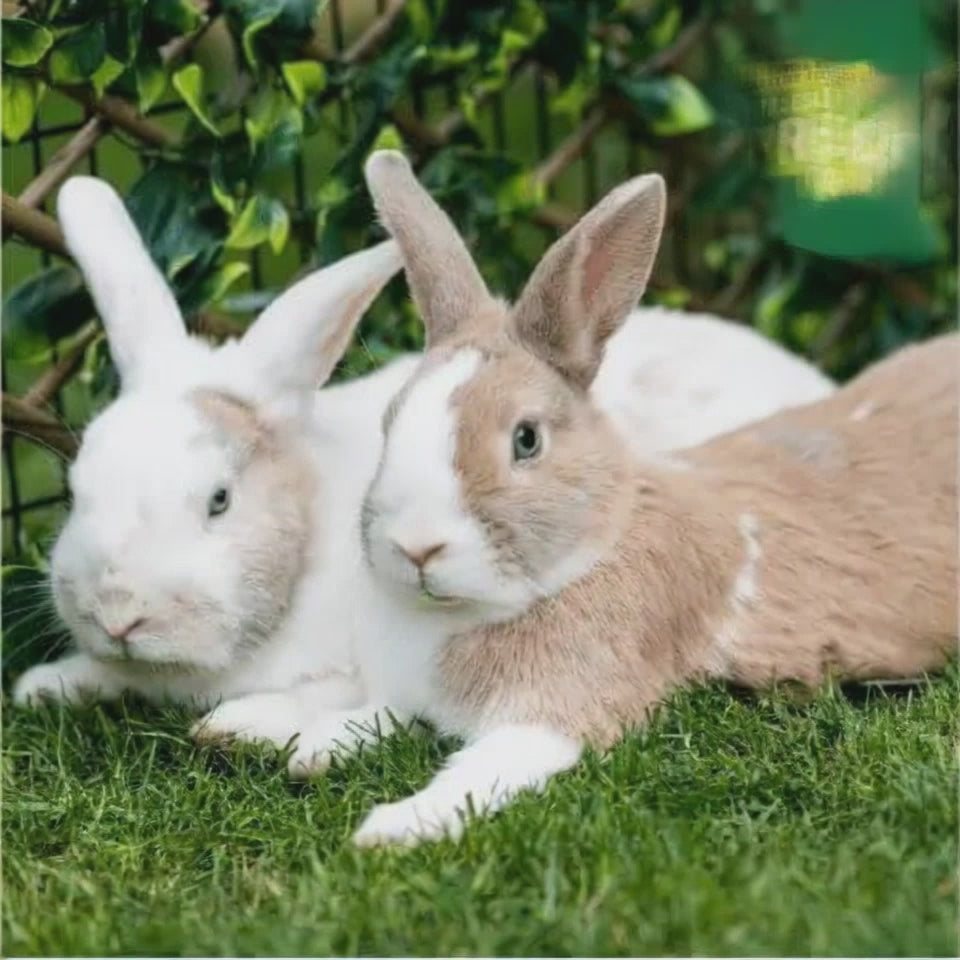 Two adult rabbits lounging on green grass, showcasing their relaxed behavior and playful nature.