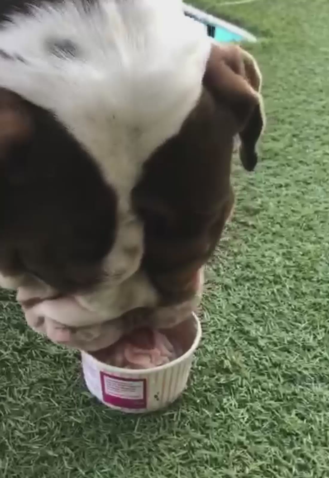A dog enjoying Cool Dogs Ice Cream for Dogs from a cup, showcasing its delight in a grass setting.