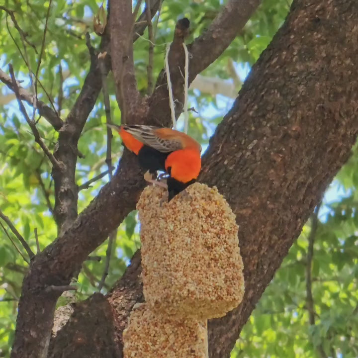 Colorful bird feeding on Elaine's Birding Bird Seed Tower Refill hanging from a tree.